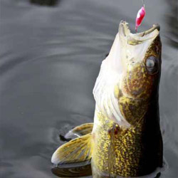 Lake Nipissing - Fishing for Walleye & Pickerel