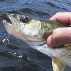 lake simcoe jumbo perch