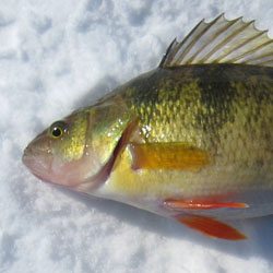 fishing for yellow perch