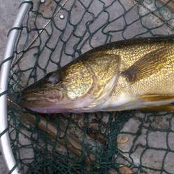 lake simcoe jumbo perch