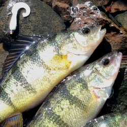 lake simcoe jumbo perch