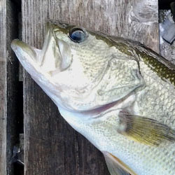 lake simcoe jumbo perch